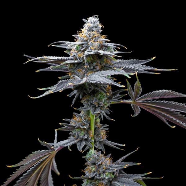 Melon Maki semilla > Elev8 Seeds | Semillas feminizadas  |  Híbrido